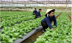 Hoà Bình sắp có khu nông nghiệp công nghệ cao kết hợp du lịch rộng 146ha