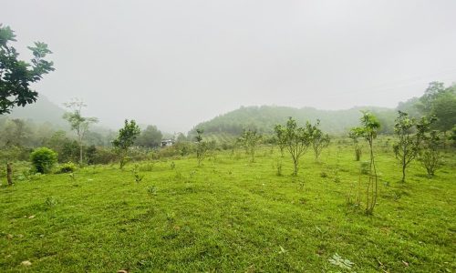 Bán gấp lô đất mặt đường Trường Sơn có diện tích 1072,9m2 trong đó có 295,6m2 thổ cư, còn lại là cây lâu năm