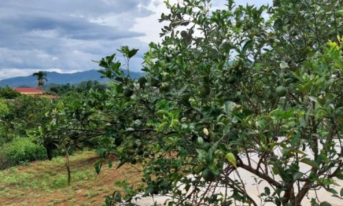 Chủ cần bán đất siêu đẹp thu vốn 7450m2 tại Bắc Phong, Cao Phong, Hoà Bình 1729m2 đất ở lâu dài