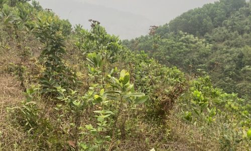 Gia đình cần bán đất rừng sản xuất tại Đông Phong, Cao Phong, Hoà Bình Dt trong bìa 15486m2 dt thực tế đc sử dụng khoảng 2.3ha