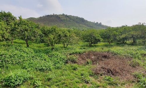 Bán siêu phẩm nắng nóng mùa hè  với tổng diện tích  7155m  tại hoà bình