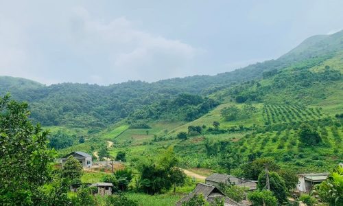 Chính chủ cần bán đất cực đẹp tại Hợp Phong Cao Phong 2,2 ha hơn 100k/m2 2,2ha có 911m ONT