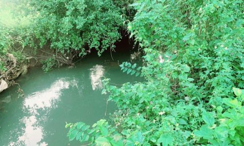 ĐẤT NHÀ cần bán 1,1ha Mỹ Hoà chỉ hơn 300k/m 1.1ha trong đó có:  400m2 ONT, 3400 BHK và 9000m2 đất cây lâu năm xóm Ngay, Mỹ Hòa, Tân Lạc, Hòa Bình.