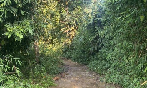 Ơ THỂ KHÔNG AI MUA ĐẤT 30K/M À. Cần bán mảnh đất rừng sản xuất 1,3ha chỉ 30k/m2 tại Dũng Phong Đất đã được trồng cam