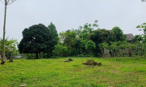 Nhanh tay liền tay hot hot 4000m2 Cao Phong 1300ont+ CLN Mảnh đất Cao phong, xứ Cam Với địa thế đất thoải đẹp