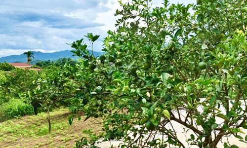 Chủ cần bán đất siêu đẹp thu vốn 7450m2 tại Bắc Phong, Cao Phong, Hoà Bình 1729m2 đất ở lâu dài