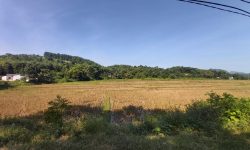 BÁN GẤP LÔ ĐẤT VIEW CÁNH ĐỒNG CỰC ĐẸP CÓ DT 1205m2 FULL THỔ CƯ GIÁ CHỈ 1,xtr/m2