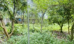 BÁN GẤP LÔ ĐẤT SẴN KHUÔN VIÊN NGHỈ DƯỠNG CÓ DT 912m2 (300m2 ONT) GIÁ RẺ NHẤT NHUẬN TRẠCH