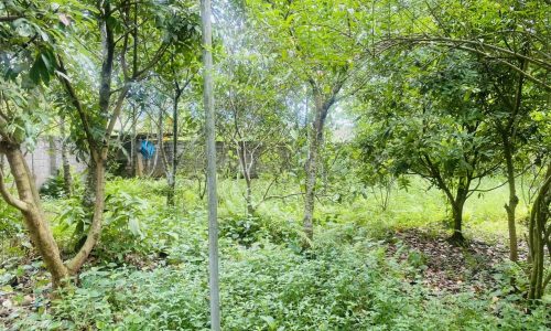 BÁN GẤP LÔ ĐẤT SẴN KHUÔN VIÊN NGHỈ DƯỠNG CÓ DT 912m2 (300m2 ONT) GIÁ RẺ NHẤT NHUẬN TRẠCH