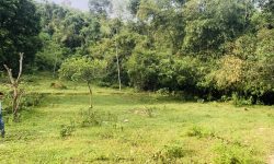 BÁN GẤP LÔ ĐẤT CÓ DT 2500m2 (100m2 ONT) Ở TÂN VINH GIÁ CHỈ 1,xtr/m2 CÁCH TRẠM THU PHÍ 1KM