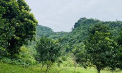 BÁN GẤP LÔ ĐẤT DT 2000m2 (400m2 ONT) VIEW NÚI ĐÁ CỰC ĐẸP TRỒNG FULL BƯỞI GIÁ CHỈ 1,xtr/m2