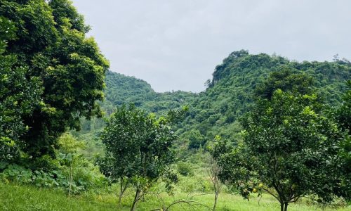 BÁN GẤP LÔ ĐẤT DT 2000m2 (400m2 ONT) VIEW NÚI ĐÁ CỰC ĐẸP TRỒNG FULL BƯỞI GIÁ CHỈ 1,xtr/m2