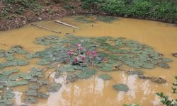 chính chủ cần bán lô đất 4235,6 trong đó có  có 2138 đất thổ cư