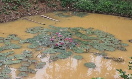 chính chủ cần bán lô đất 4235,6 trong đó có  có 2138 đất thổ cư