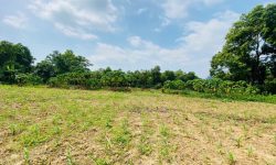 Cần bán gấp 2343m2 tại cao dương- lương sơn- hoà bình