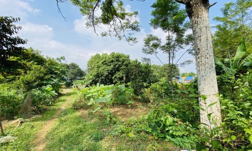 Bán gấp lô đất có diện tích 500m2 trong đó có 100m2 thổ cư còn lại là đất trồng cây lâu năm