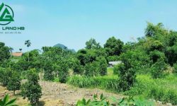 BÁN GẤP LÔ ĐẤT CÓ DT 3353m2 (600m2 ONT) TẶNG KÈM VƯỜN CÂY ĂN QUẢ GỒM MÍT, BƠ, CHUỐI,…