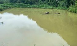 giá cực mềm trong thời điểm gần tết ạ quý anh chị nào có nhu cầu liên hệ cho em ạ