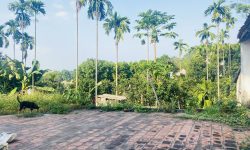 Bán gấp lô đất có diện tích 636m2 ( thực tế sử dụng 736m2) trong đó có 300m2 thổ cư còn lại là đất trồng cây lâu năm