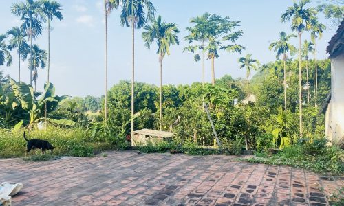 Bán gấp lô đất có diện tích 636m2 ( thực tế sử dụng 736m2) trong đó có 300m2 thổ cư còn lại là đất trồng cây lâu năm