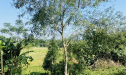 Bán gấp lô đất có diện tích 1390,7m2 full thổ cư, tại Lương Sơn – Hòa bình