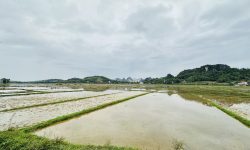 BÁN GẤP LÔ ĐẤT CÓ DIỆN TÍCH 1653m2 FULL THỔ CƯ SẴN VƯỜN CÂY ĂN TRÁI VIEW VÀ LƯNG TỰA NÚI