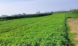 ♦️1 lô duy nhất – 1 lô duy nhất♦️ 145m2 full đất ở – sát QL1A – giá 6xx.