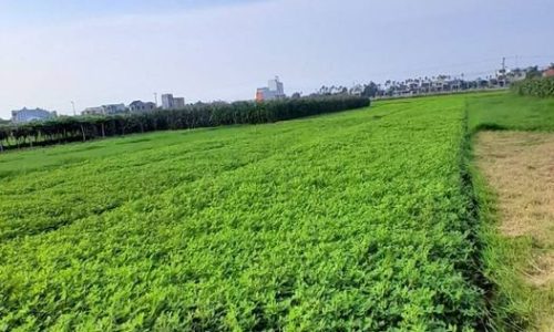 ♦️1 lô duy nhất – 1 lô duy nhất♦️ 145m2 full đất ở – sát QL1A – giá 6xx.