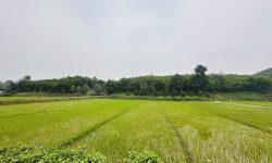 CHỦ TÁCH BÁN LÔ ĐÁT CÓ DT 1000m2 FULL THỔ CƯ VIEW CÁNH ĐỒNG CỰC ĐẸP GIÁ CHỈ 1,xtr/m2