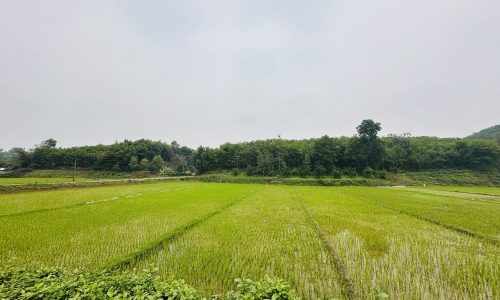 CHỦ TÁCH BÁN LÔ ĐÁT CÓ DT 1000m2 FULL THỔ CƯ VIEW CÁNH ĐỒNG CỰC ĐẸP GIÁ CHỈ 1,xtr/m2