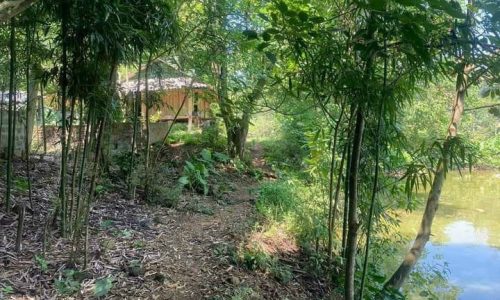 Bán gấp lô đất có diện tích 3000m2 trong đó có 200m2 thổ cư còn lại là đất trồng cây lâu năm