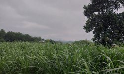 BÁN GẤP LÔ ĐẤT CÓ DT 2351m2 (360m2 ONT) CỰC ĐẸP GIÁ ĐẦU TƯ