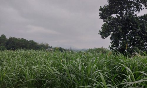 BÁN GẤP LÔ ĐẤT CÓ DT 2351m2 (360m2 ONT) CỰC ĐẸP GIÁ ĐẦU TƯ