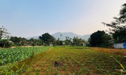 BÁN GẤP LÔ ĐẤT CÓ DT 1119m2 (200m2 ONT) BẰNG PHẲNG XUNG QUANH NHIỀU KHU NGHỈ DƯỠNG