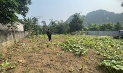 Bán gấp lô đất mặt đường liên xã có diện tích 575m2 trong đó có 150m2 thổ cư còn lại đất trồng cây lâu năm