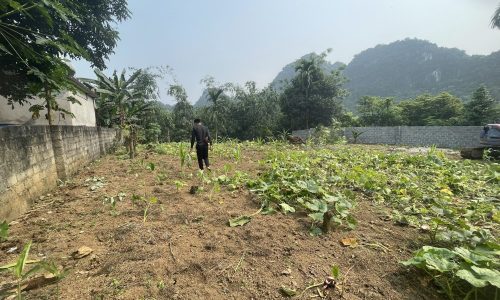 Bán gấp lô đất mặt đường liên xã có diện tích 575m2 trong đó có 150m2 thổ cư còn lại đất trồng cây lâu năm