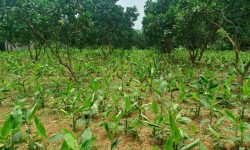 Bán gấp lô đất có diện tích 3170m2 trong đó có 400m2 thổ cư còn lại là đất trồng cây lâu năm