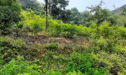 BÁN GÁP LÔ ĐẤT DT 5,2HA CÓ 750m2 THỔ CƯ GIÁ CỰC RẺ ĐỂ ĐẦU TƯ