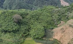 Bán gấp lô đất có diện tích 1,5ha ( thực tế 3ha) full rừng sản xuất