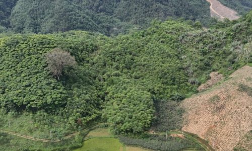 Bán gấp lô đất có diện tích 1,5ha ( thực tế 3ha) full rừng sản xuất