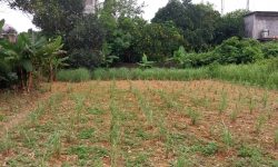 BÁN GẤP LÔ ĐẤT CÓ DT 400m2 FULL THỔ CƯ CHỈ CÁCH ĐƯỜNG QL6 CÓ 150m