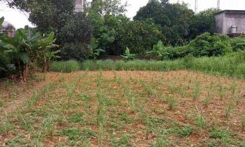 BÁN GẤP LÔ ĐẤT CÓ DT 400m2 FULL THỔ CƯ CHỈ CÁCH ĐƯỜNG QL6 CÓ 150m