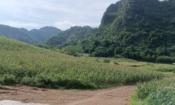 Chủ tách bán 3ha đất rừng sản xuất