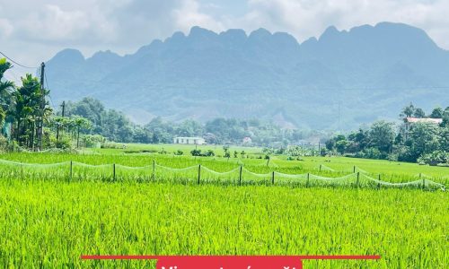 BÁN GẤP LÔ ĐẤT CÓ DT 676m2 VIEW CÁNH ĐỒNG CỰC ĐẸP GIÁ CHỈ VÀI TRĂM TRIỆU