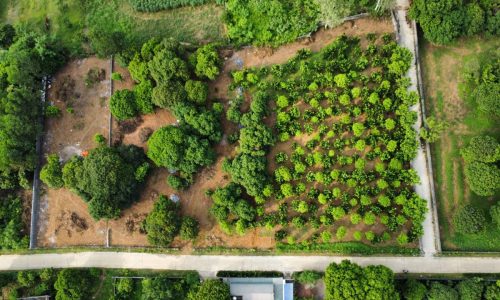 Bán gấp lô đất có diện tích 1082m2 trong đó có 100m2 thổ cư còn lại là đất trồng cây lâu năm thuộc Lương Sơn – Hòa Bình