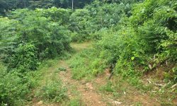 Bán gấp lô đất có diện tích 1,6ha full đất rừng sản xuất thuộc huyện Kim Bôi – Hoà Bình