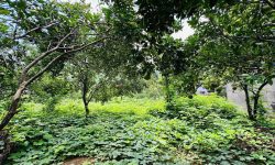 BÁN GẤP LÔ ĐẤT CÓ DT 333m2 CÁCH ĐƯỜNG MÒN HCM CHỈ 100m2 GIÁ HƠN 1 TỶ