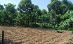 Chủ tách bán gấp lô đất có diện tích 2000m2 trong đó có 200m2 thổ cư còn lại là đất trồng câu lâu năm