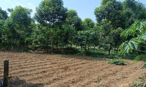 Chủ tách bán gấp lô đất có diện tích 2000m2 trong đó có 200m2 thổ cư còn lại là đất trồng câu lâu năm