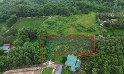 Bán gấp lô đất có diện tích 2424m2 trong đó có 250m2 thổ cư còn lại là đất trồng cây lâu năm